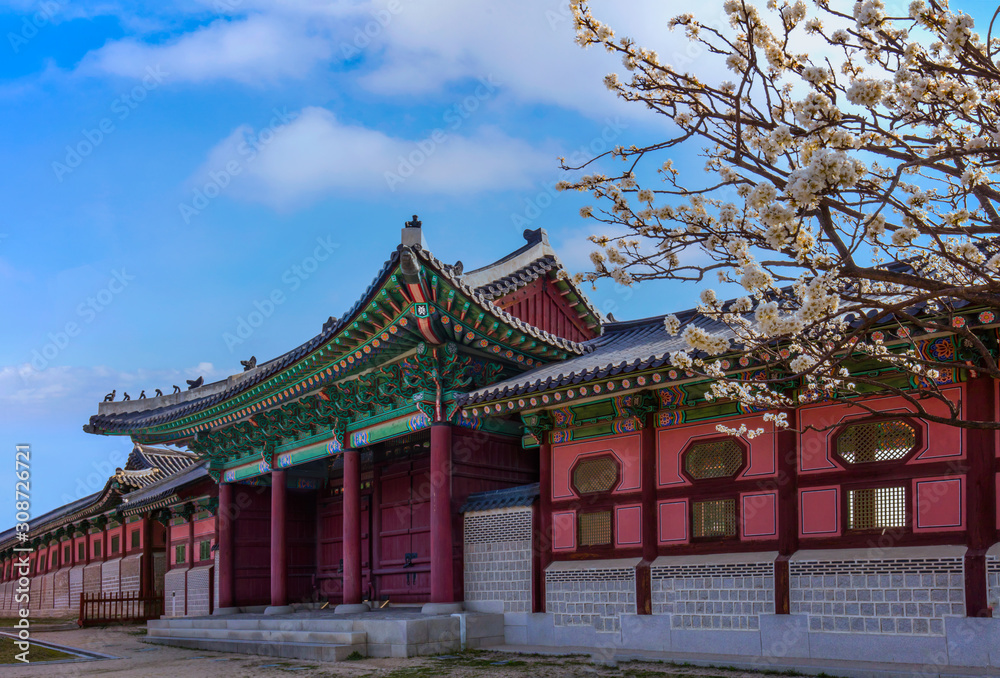 Fototapeta premium Gyeongbokgung Palace with cherry blossom in spring,Seoul,South Korea.