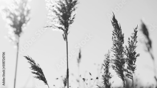 Black and white video footage of beautiful sunny long wild grass isolated on clear sky background. Plants with soft sunset bakclight.  photo