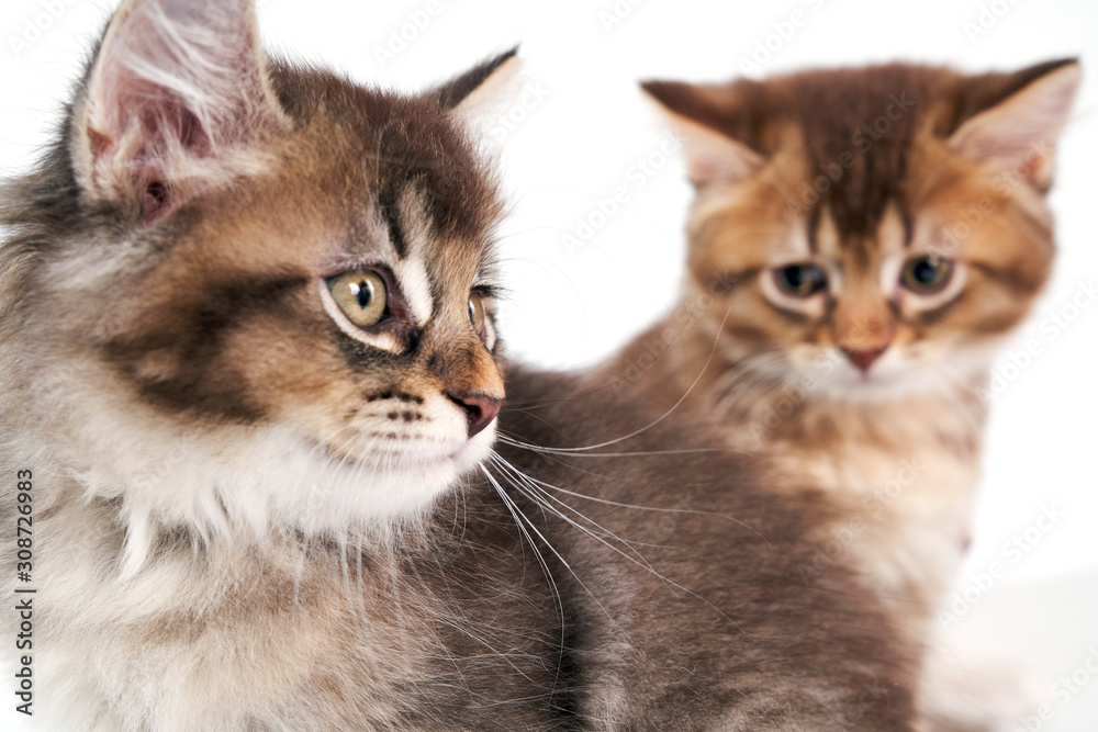 Fototapeta premium Crop of two brown baby cats.