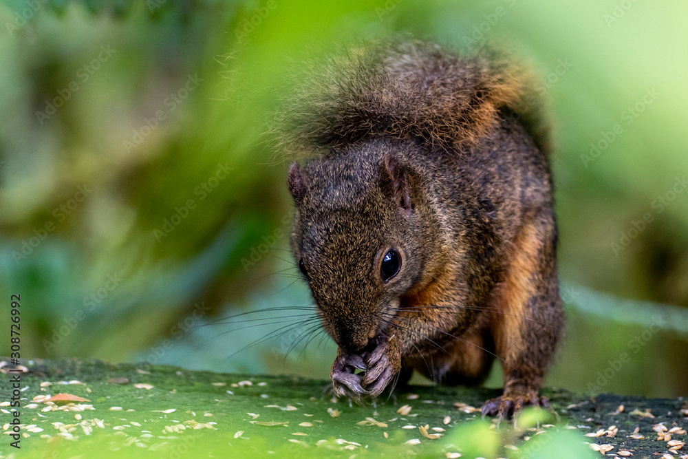 Panama Cerro Punta Parque Nacional La Amistad Montane Squirrel
