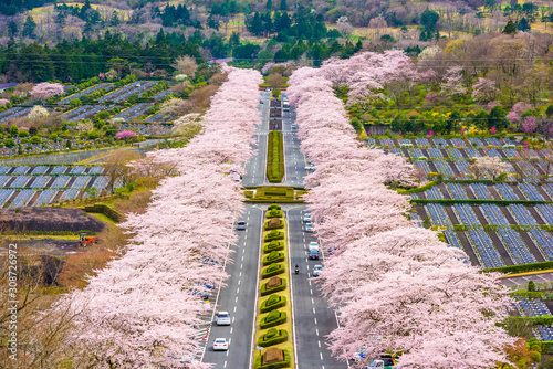 Fuji Reien Cemetery, Shizuoka, Japan in spring. photo