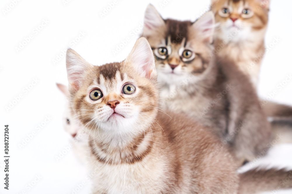 Three kittens sitting one by one. Three kittens sitting one by one.