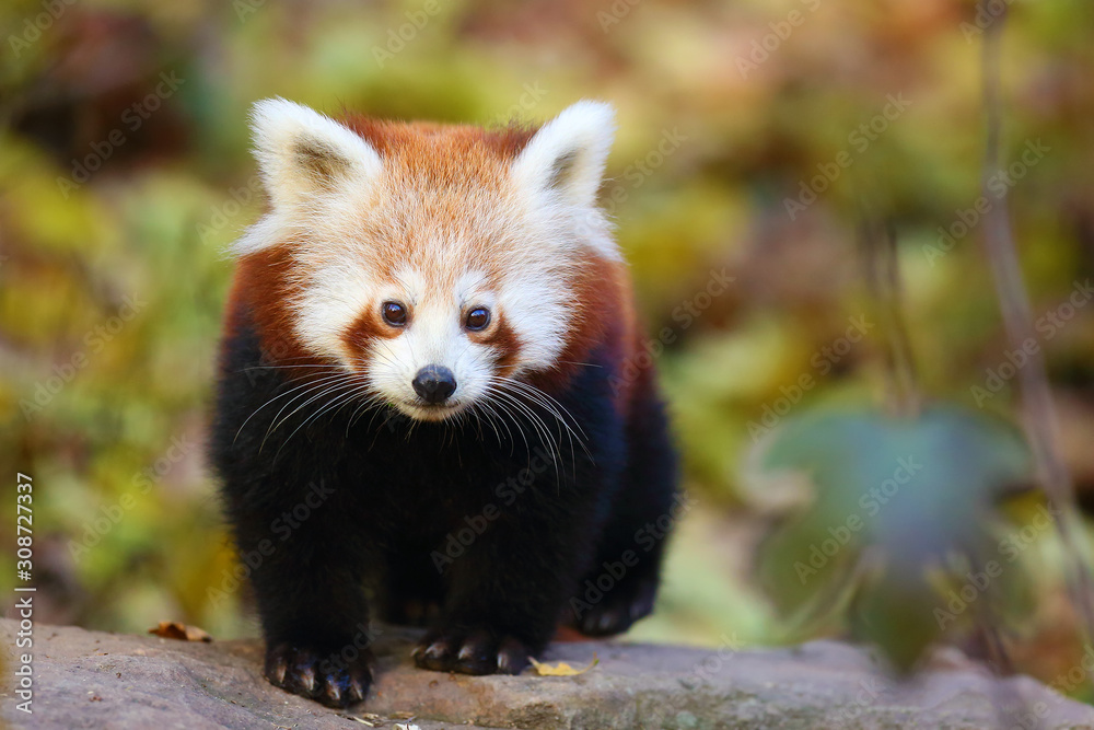 The red panda (Ailurus fulgens) , fire fox or lesser panda, the red bear-cat, and the red cat-bear, portrait in the afternoon light.Red panda on a branch with colorful background. The red panda (Ailurus fulgens) , fire fox or lesser panda, the red bear-cat, and the red cat-bear, portrait in the afternoon light.Red panda on a branch with colorful background.