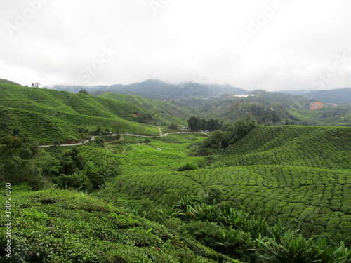 Valley filled with green tea leaves ready to be picked on rolling hills, Cameron Highlands, Malaysia