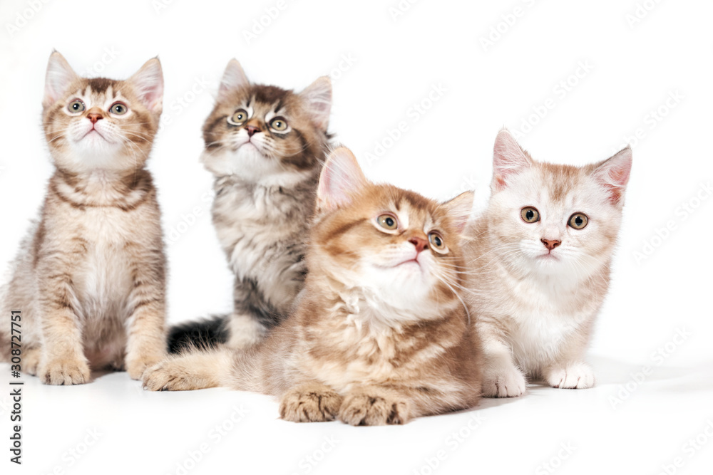 Front view of four kittens. Front view of four kittens.