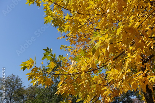 Vibrant foliage of ash tree against blue sky in October