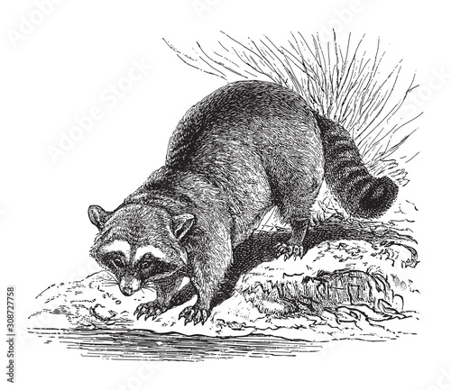Raccoon (Procyon lotor) / vintage illustration from Meyers Konversations-Lexikon 1897 