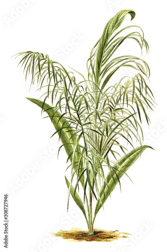 Plant - Cocos flexuosa   Vintage illustration from Meyers Konversations-Lexikon 1897