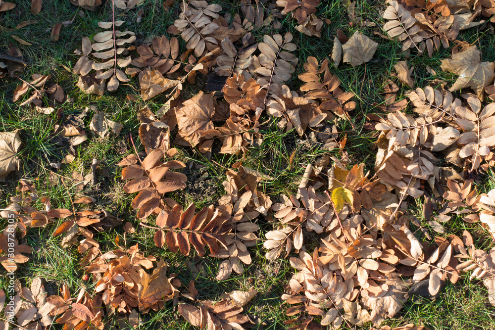 Green grass covered with fallen leaves of rowan from above Green grass covered with fallen leaves of rowan from above