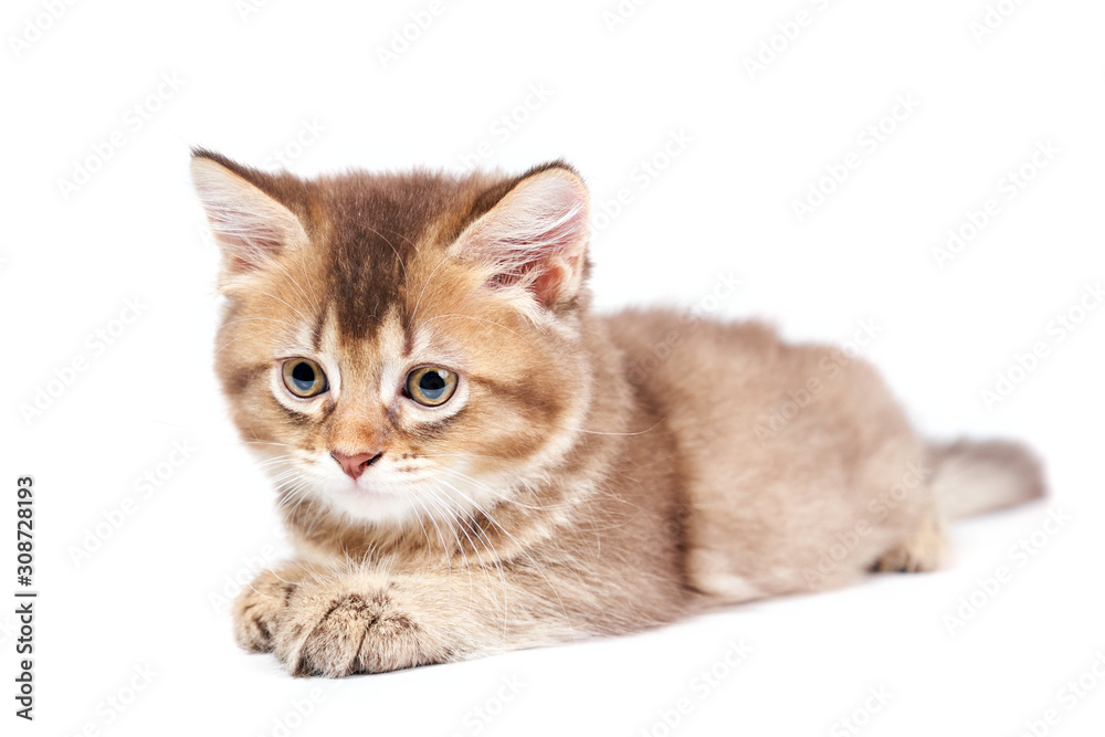 Front view of lying kitten isolated on white.