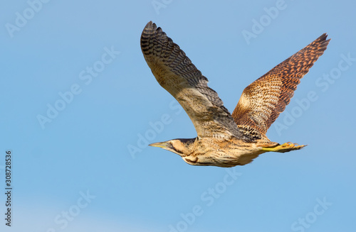 Eurasian bittern in flight with fully spreaded wings and clear blue sky 