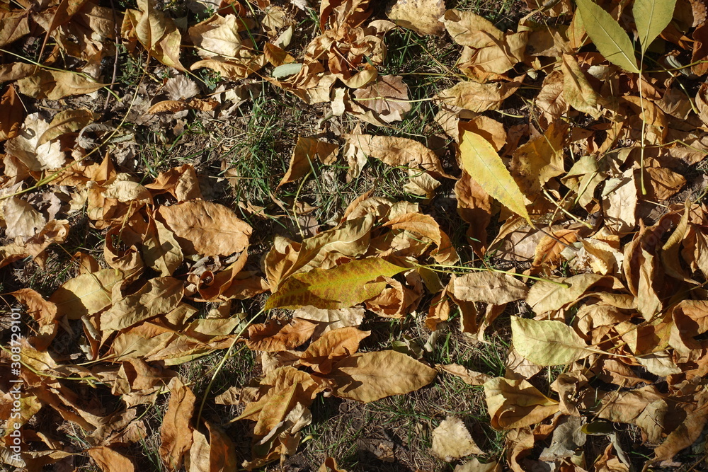 Brown fallen leaves covering the ground in October