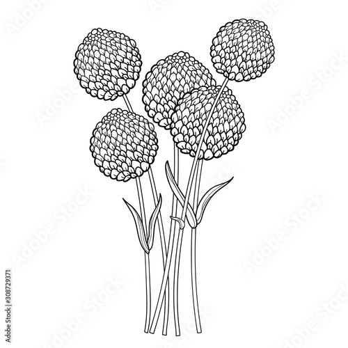Bouquet with outline ball of craspedia or billy buttons or woollyheads dried flower in black isolated on white background.