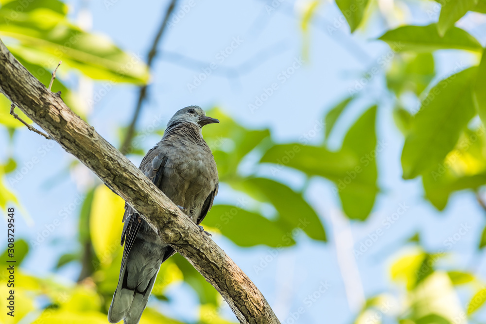 Fototapeta premium Columbidae bird, Geopelia striata