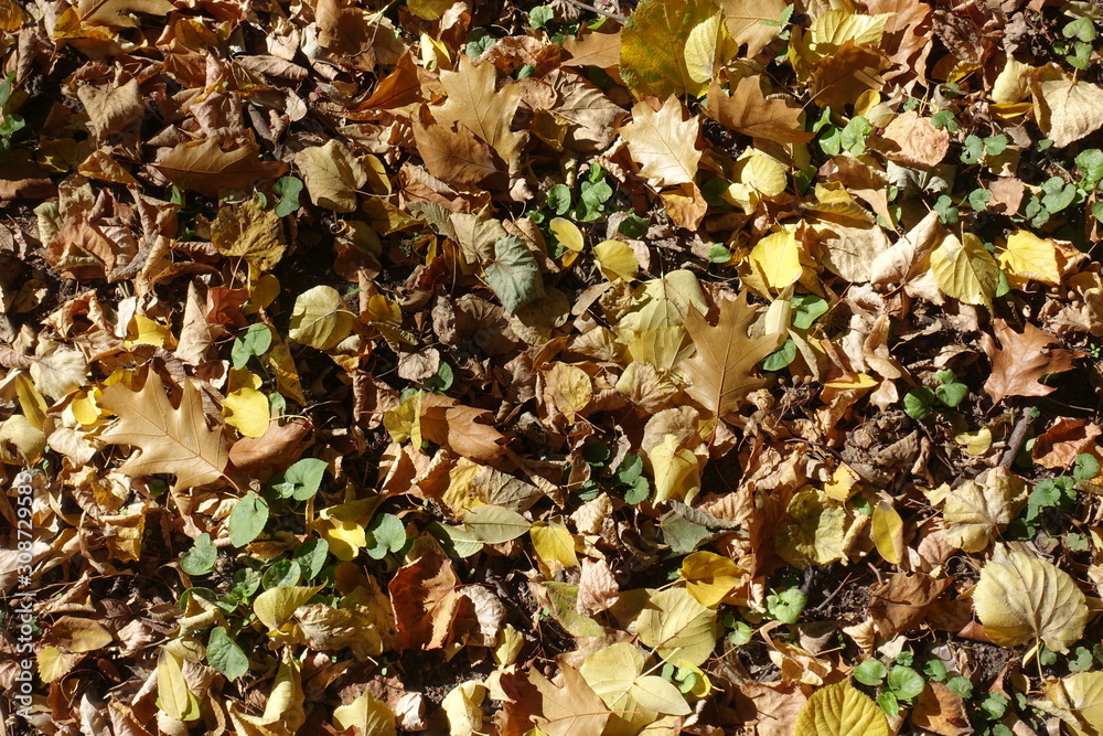 Multicolored fallen leaves covering greenery in autumn Multicolored fallen leaves covering greenery in autumn
