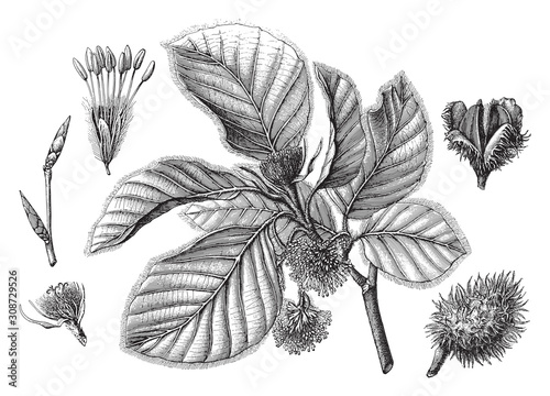 Fagus sylvatica - Common Beech - Vintage illustration from Meyers Konversations-Lexikon 1897
