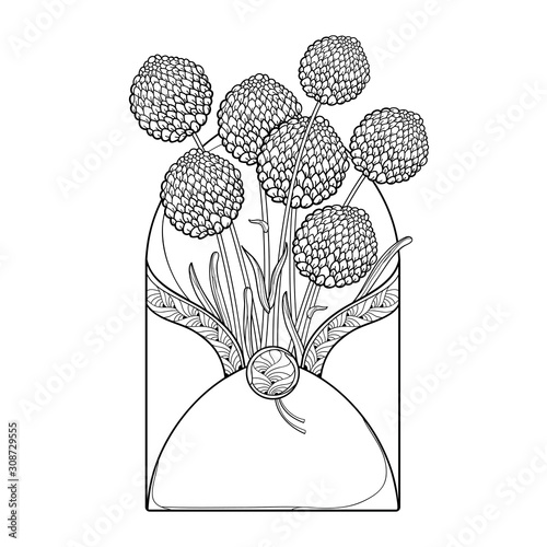 Bouquet with outline ball of craspedia or billy buttons dried flower in open craft envelope in black isolated on white background.