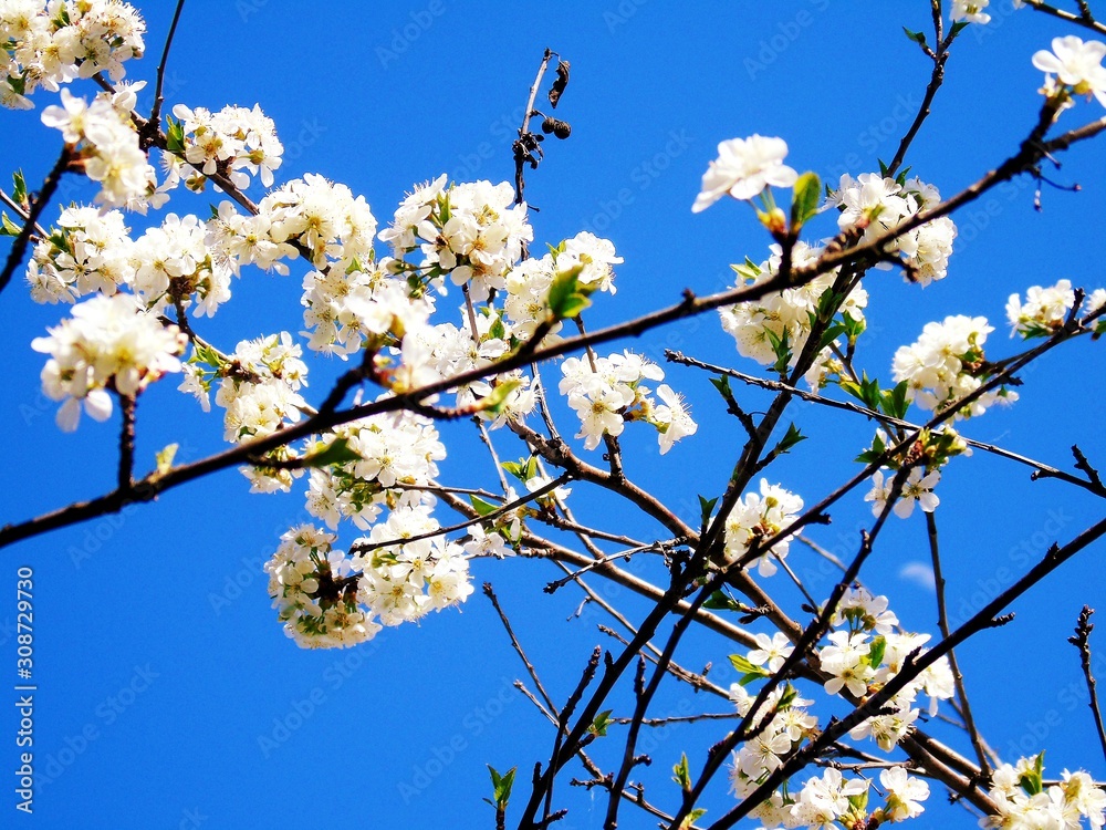Liguria, Italy – 11/29/2019: Beautiful caption of the cherry tree and other different fruit plants with first amazing winter flowers in the village and an incredible blue sky in the background. Liguria, Italy – 11/29/2019: Beautiful caption of the cherry tree and other different fruit plants with first amazing winter flowers in the village and an incredible blue sky in the background.