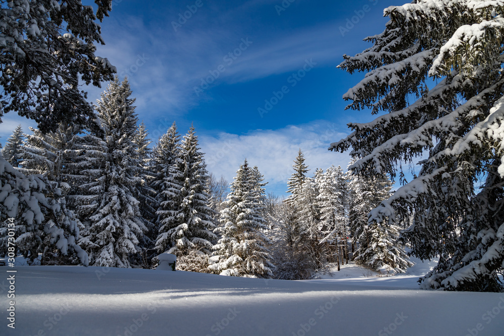 Winter landscape with forest, trees, blue sky, Winter day