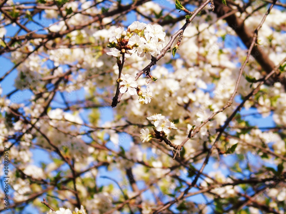 Liguria, Italy – 11/29/2019: Beautiful caption of the cherry tree and other different fruit plants with first amazing winter flowers in the village and an incredible blue sky in the background. Liguria, Italy – 11/29/2019: Beautiful caption of the cherry tree and other different fruit plants with first amazing winter flowers in the village and an incredible blue sky in the background.