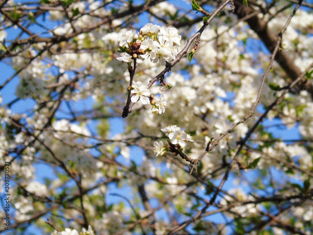 Liguria, Italy – 11/29/2019: Beautiful caption of the cherry tree and other different fruit plants with first amazing winter flowers in the village and an incredible blue sky in the background. Liguria, Italy – 11/29/2019: Beautiful caption of the cherry tree and other different fruit plants with first amazing winter flowers in the village and an incredible blue sky in the background.