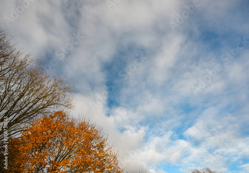 Late Autumn trees and sky background,Hampshire,United Kingdom.
