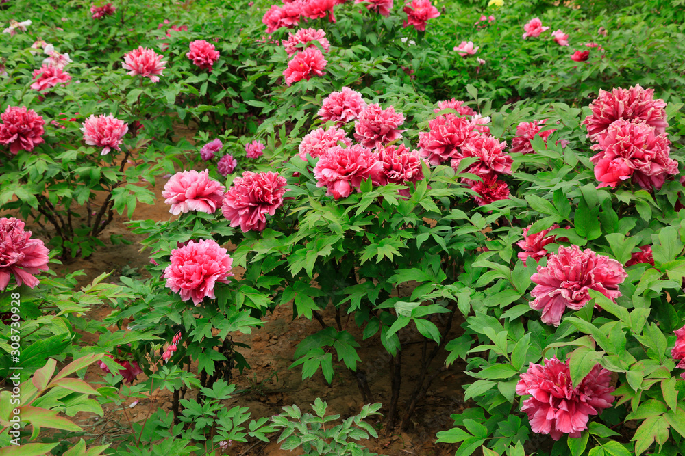peony flowers in the park peony flowers in the park