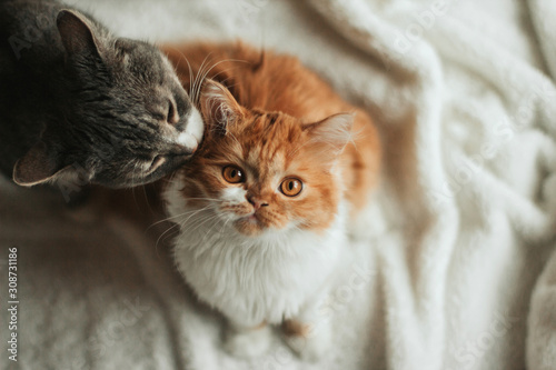  A gray cat licks a fluffy ginger kitten. Cat - mother takes care of the kitten.