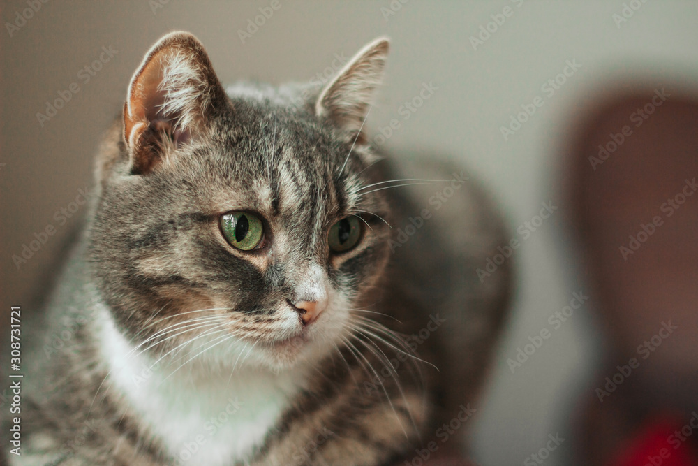 Gray tabby cat with green eyes.