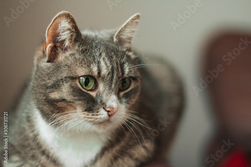 Gray tabby cat with green eyes.