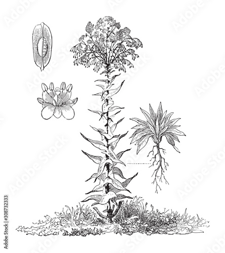 Woad (Isatis tinctoria) / vintage illustration from Meyers Konversations-Lexikon 1897