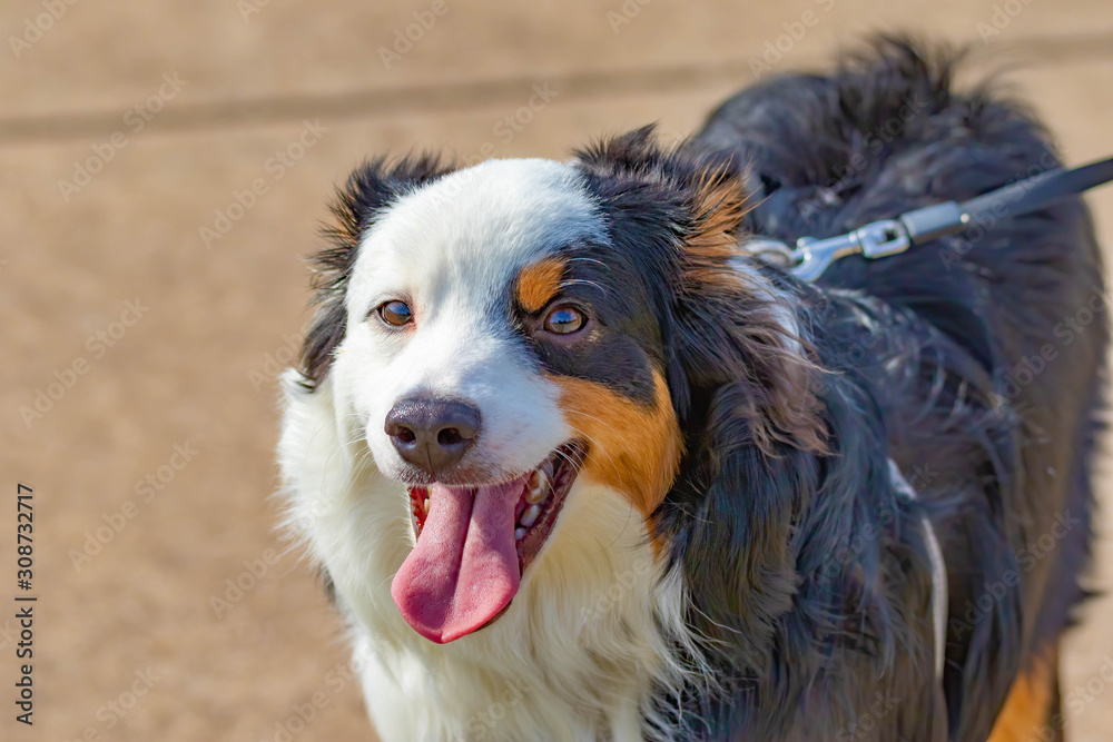 Fototapeta premium portrait of a dog