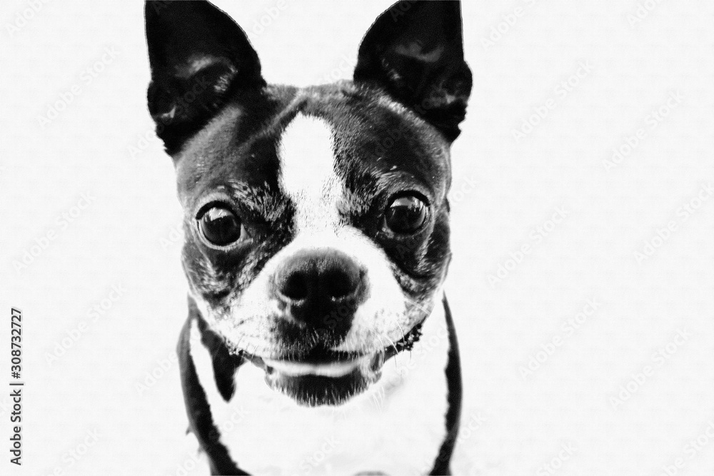 Boston Terrier Black and White, Pencil Sketch Effect