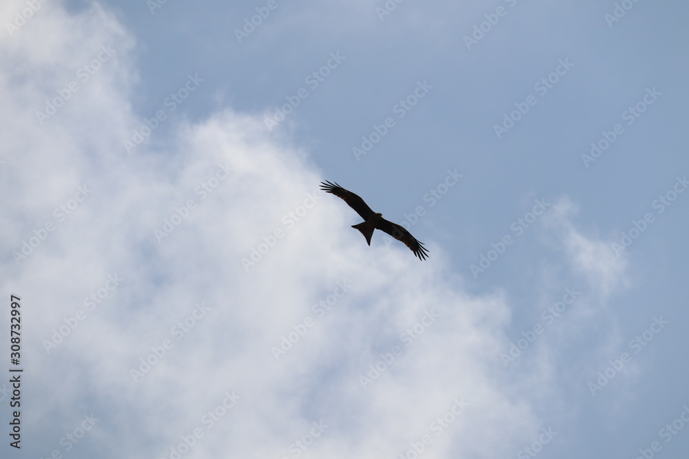 seagull in the sky seagull in the sky