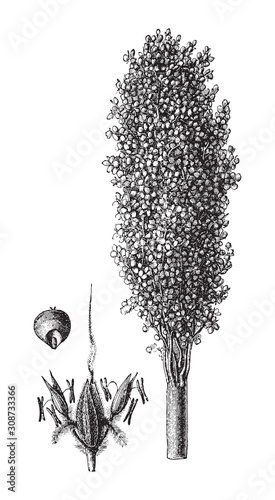 Sorghum bicolor (Sorghum vulgare) / vintage illustration from Meyers Konversations-Lexikon 1897
