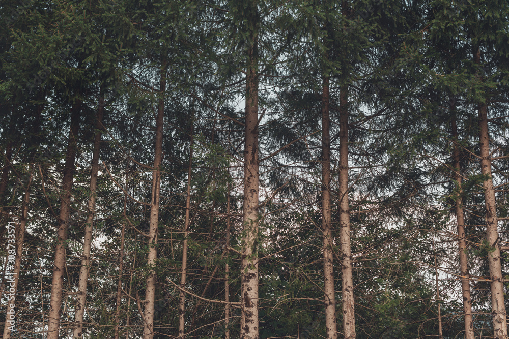 Fototapeta premium Tall pine trees in forest