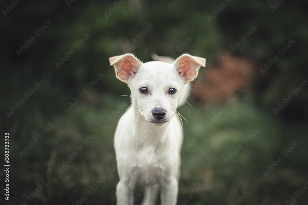Cute puppy portrait