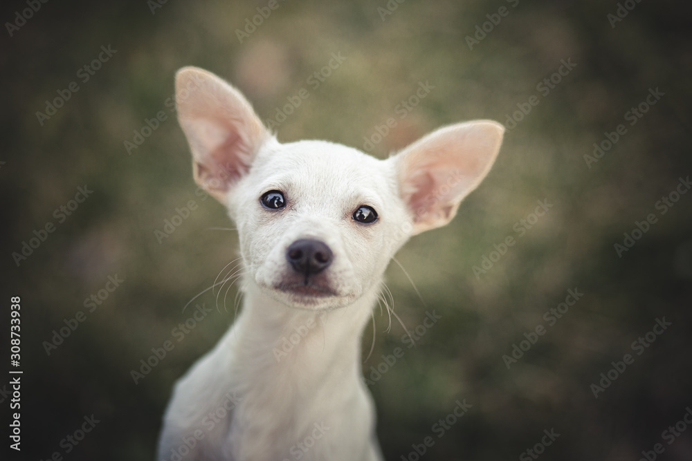 Cute puppy portrait Cute puppy portrait