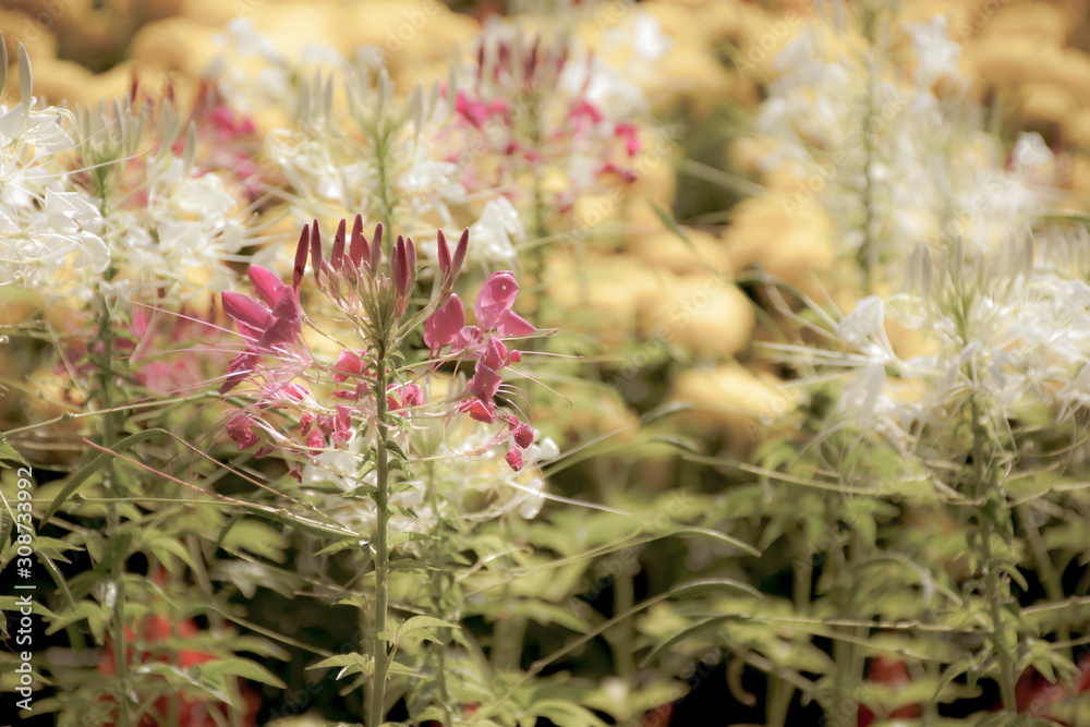 Obraz premium wild flowers in the garden