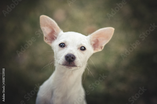 Cute puppy portrait © martynanysk