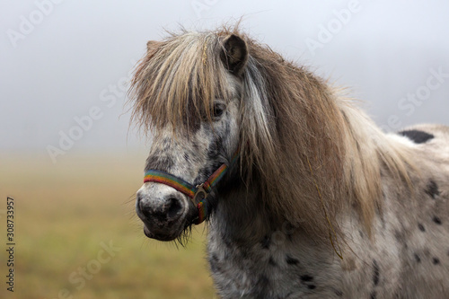 portrait of a ponies photo