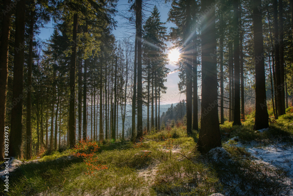 partly covered by forest with snow in mountains with shining sun through trees, Beskydy