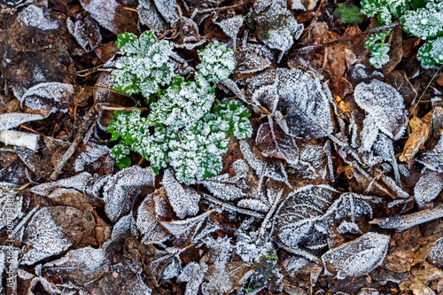 dry leaves and green plants are covered with hoarfrost