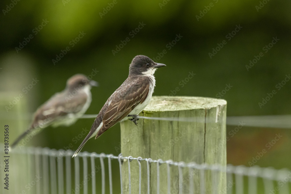 Eastern Kingbird Hunting from the pasture fence. Eastern Kingbird Hunting from the pasture fence.