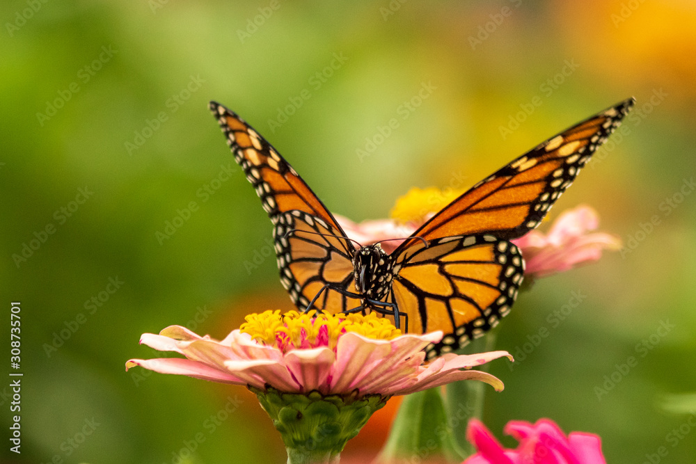Portrait of a Monarch Butterfly on a Zinnia Flower Portrait of a Monarch Butterfly on a Zinnia Flower