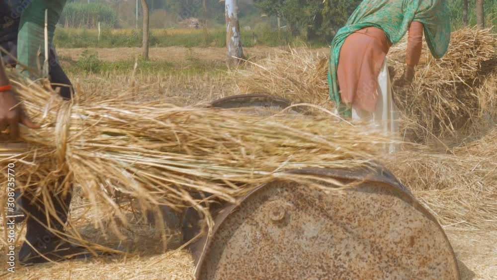 Young farmers threshing newly harvested rice stalks by hands Delhi