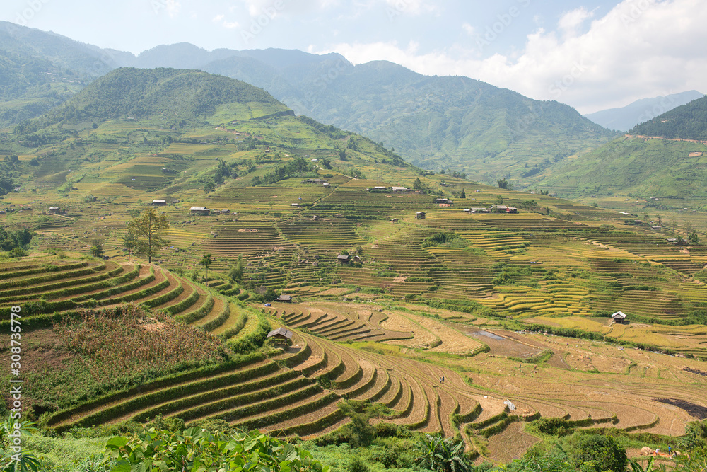 Green, brown, yellow and golden rice terrace fields of Tu Le valley, Northwest of Vietnam	
