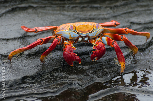 A brilliantly colored sally lightfoot crab (Grapsus grapsus) on lava rock in the Galapagos Islands.