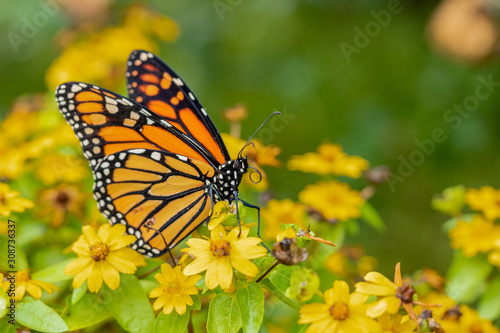 Monarch Butterfly Macro