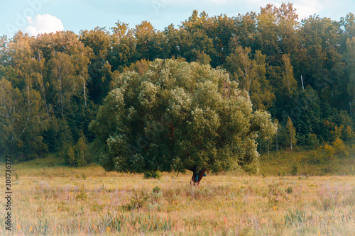 A lonely tree in a field